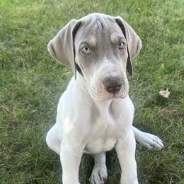Lilac Pied TP - Chocolate and white male Great Dane puppy in Charlotte, Michigan from Blue Diamond Danes