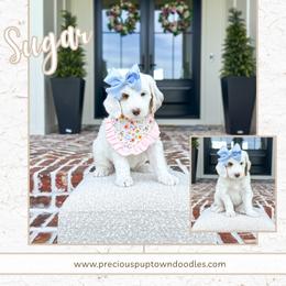 Sugar - Parti female Goldendoodle puppy in Bell Buckle, Tennessee from Precious Puptown Doodles