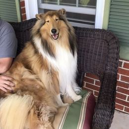 Collies from Marnus Collies