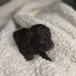 Ronni - Brown male Poodle puppy in Allentown, Pennsylvania from Poodles Are Mixy