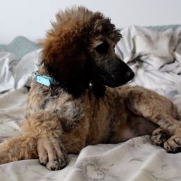 Lady - Poodle