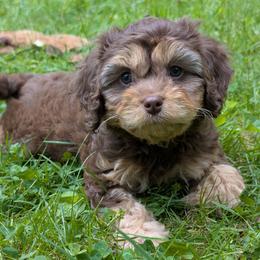 Larry - Brown male Cavapoo puppy in Coshocton, Ohio from Forever Family Puppies