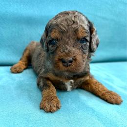 Cooper - Merle male Goldendoodle puppy in Spokane, Washington from Goldendoodles on the Prairie
