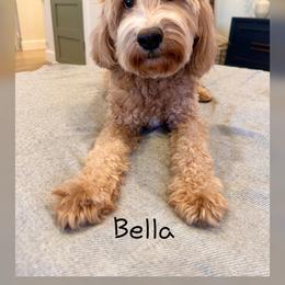 Bella - Goldendoodle