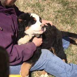 Bernese Mountain Dog Puppies from Bernese Bunker