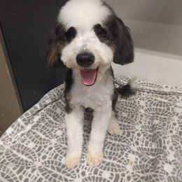 Porter - Bernedoodle
