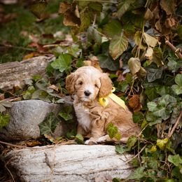 Goldendoodle Puppies from Dean Doodles