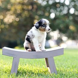 Matcha - Blue merle female Miniature Australian Shepherd puppy in White Oak, Texas from Triple Lake Ranch Miniature Australian Shepherds