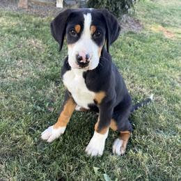 Orange boy - Black, white and red male Greater Swiss Mountain Dog puppy in Woodland, Washington from Woodland Swissie’s