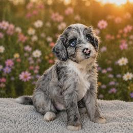 Smokey - Merle male Goldendoodle puppy in Englewood, Ohio from The Golden Aussie Co.