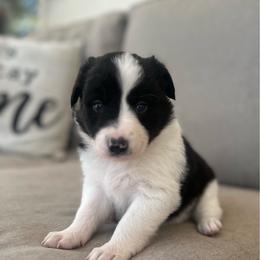 Delta - Black and white female Border Collie puppy in Jonesboro, Arkansas from Hampton Border Collies