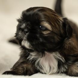 Shih Tzu Puppies from Good Lil Shih Tzu