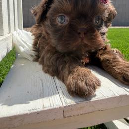 Lady Godiva - Chocolate female Shih Tzu puppy in Coolidge, Arizona from Shih Tzu’s  ‘N’ Love