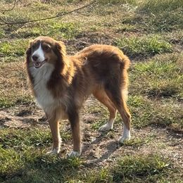 Nala - Red tri female Miniature Australian Shepherd puppy in Oronogo, Missouri from Dutton's Show Me Farms