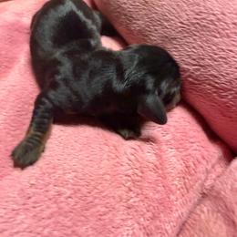 Diamond - Black and tan female Dachshund puppy in Birchtree, Missouri from Cruzan Dachshunds