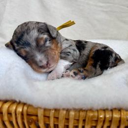 Yellow - Blue merle female Bernedoodle puppy in Hesperia, Michigan from Red Acres Poodles & Doodles