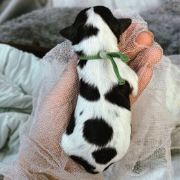 Nutcracker Prince - Tri-color male Cavapoo puppy in Tucson, Arizona from Cavapoo Puppy Parade