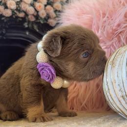 Dark Purple Bow - Liver female French Bulldog puppy in Hodges, South Carolina from Southern Standard Bulldogs