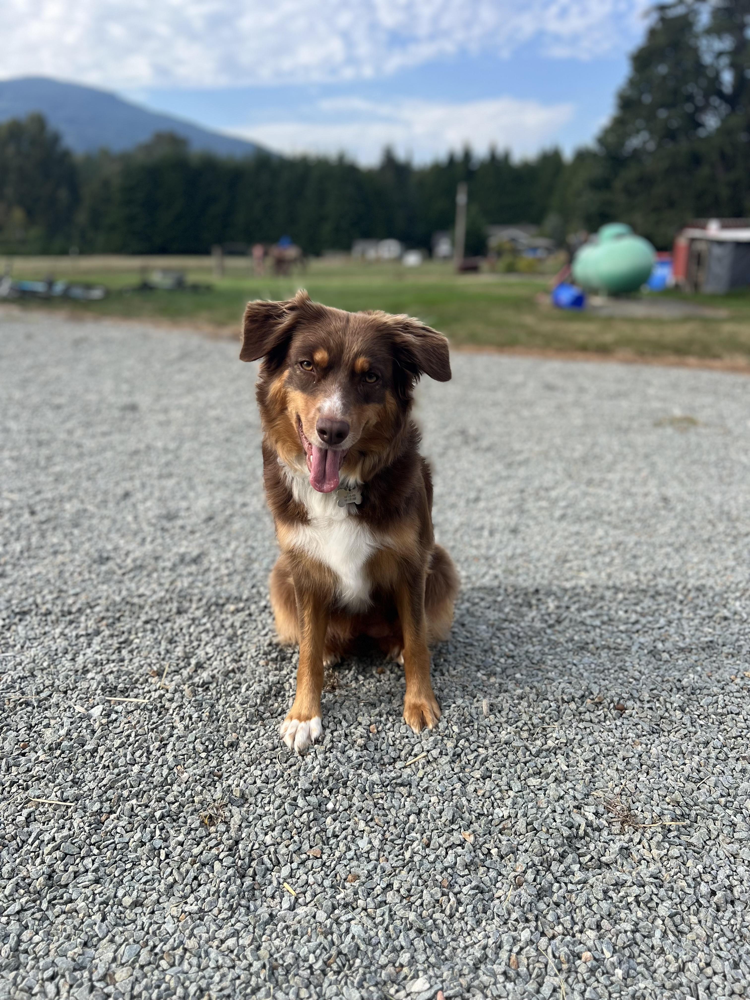 CTR Farmstead in Washington | Australian Shepherd puppies | Good Dog