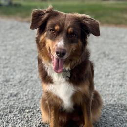 Australian Shepherds from CTR Farmstead