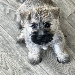 Tate - Wheaten brindle male Cairn Terrier puppy in Shell Knob, Missouri from Stoneridge Kennel