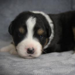 Gunner - Black tri male Miniature Australian Shepherd puppy in Menomonee Falls, Wisconsin from Hunt N Oaks