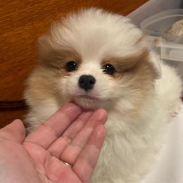 Titan - Orange parti male Pomeranian puppy in Palatka, Florida from Sugarland Pomeranians