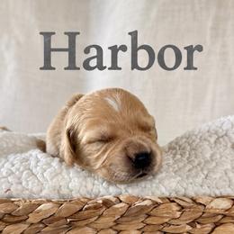 Harbor - Golden male Golden Retriever puppy in San Bernardino, California from Thegoldendreams1