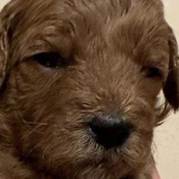 Goldendoodles from FinleysDoodles