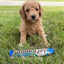 Goldendoodle and Shichon Puppies from Kinzor Kennels