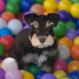 Rose - Liver female Miniature Schnauzer puppy in Milmay, New Jersey from Butterleaf Farms