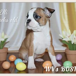 Girl 1-Elli - Seal and white female Boston Terrier puppy in North Central, Vermont from Windy Valley’s Bostons