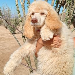 Poodle Puppies from Southwest Standards