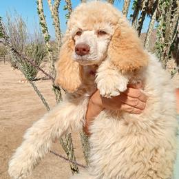 Poodle Puppies from Southwest Standards