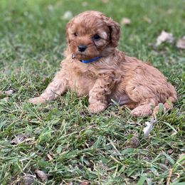 Cavapoo Puppies from Little Harbor Cavapoos