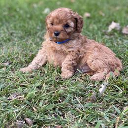 Cavapoo Puppies from Little Harbor Cavapoos