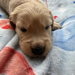 Mr. Brown - Golden male Golden Retriever puppy in Vesuvius, Virginia from South River Retriever's