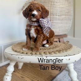 Tan Male - Red  male Goldendoodle puppy in Springville, Utah from JW Doodles