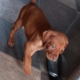 Vizsla Puppies from Laurie Kirwan