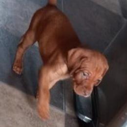 Vizsla Puppies from Laurie Kirwan
