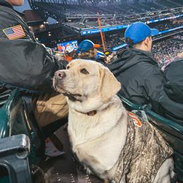 Shea - Labrador Retriever