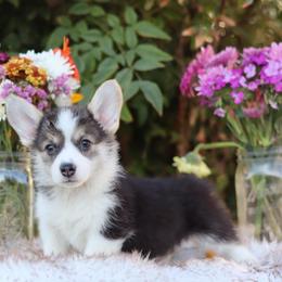 Annie - Black and tan female Pembroke Welsh Corgi puppy in Caliente, California from Rafter Cross 7