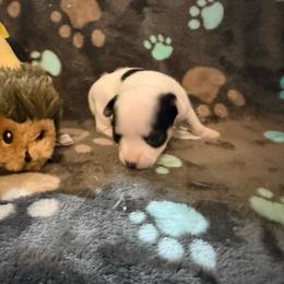 Anna (runt) - Black and white female Chihuahua puppy in Seneca, Missouri from Stephanie’s Puppy Colony