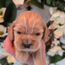 Ernie - Buff male Cocker Spaniel puppy in Platteville, Wisconsin from Elk Grove Cocker Spainels