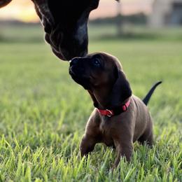 Bone - Red female Redbone Coonhound puppy in Angleton, Texas from Dorsett Dogs