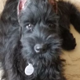 Giant Schnauzer Puppies from Tailwind Kennel