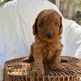 Lavender - Caramel red female Australian Labradoodle puppy in Auburn, California from Poodles and Labradoodles breeder