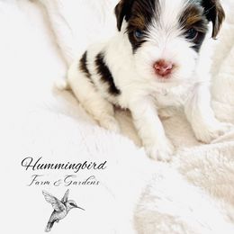 Yorkshire Terrier Puppies from Hummingbird Farm & Gardens