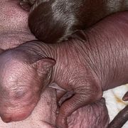 Boy 2 - Liver Xoloitzcuintli puppy in Endicott, New York from Upstate Xoloitzcuintli NY