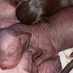 Boy 2 - Liver Xoloitzcuintli puppy in Endicott, New York from Upstate Xoloitzcuintli NY